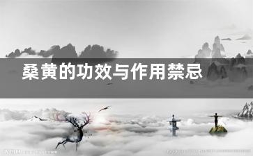 桑黄的功效与作用禁忌 桑黄的***价值及注意事项(桑黄的功效与作用的功能与主治)